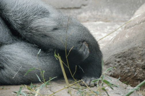 ©øThePcrew_photography-Animal_company_Madrid_2013__06