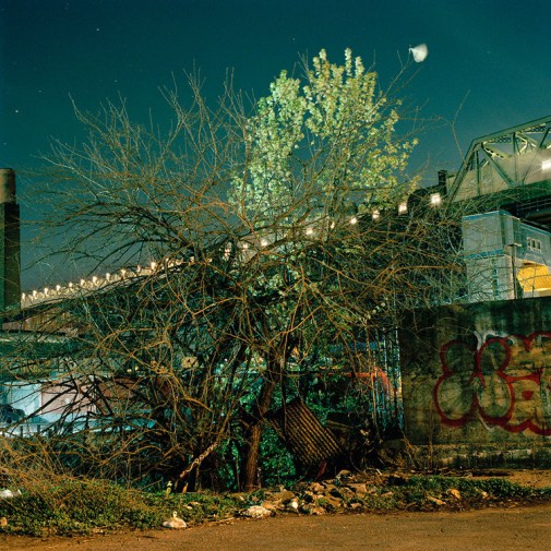 Gowanus_Wild_Spring_Tangle
