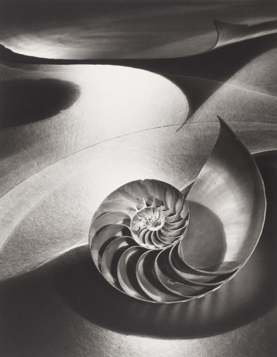 Space Composition with Chambered Nautilus